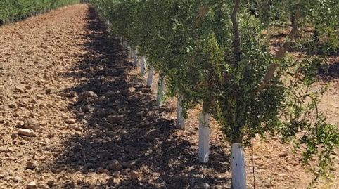 EN VENTA PARCELA DE OLIVOS CTRA . MARCHENA ECIJA (SEVILLA), immagine 3