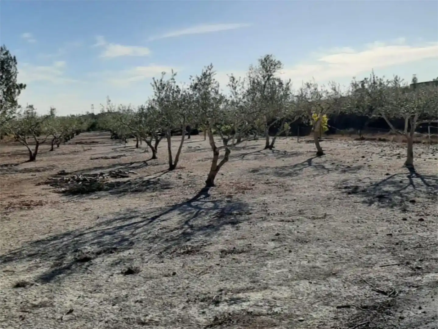 Finca rústica en venda en Albaida amb Piscina