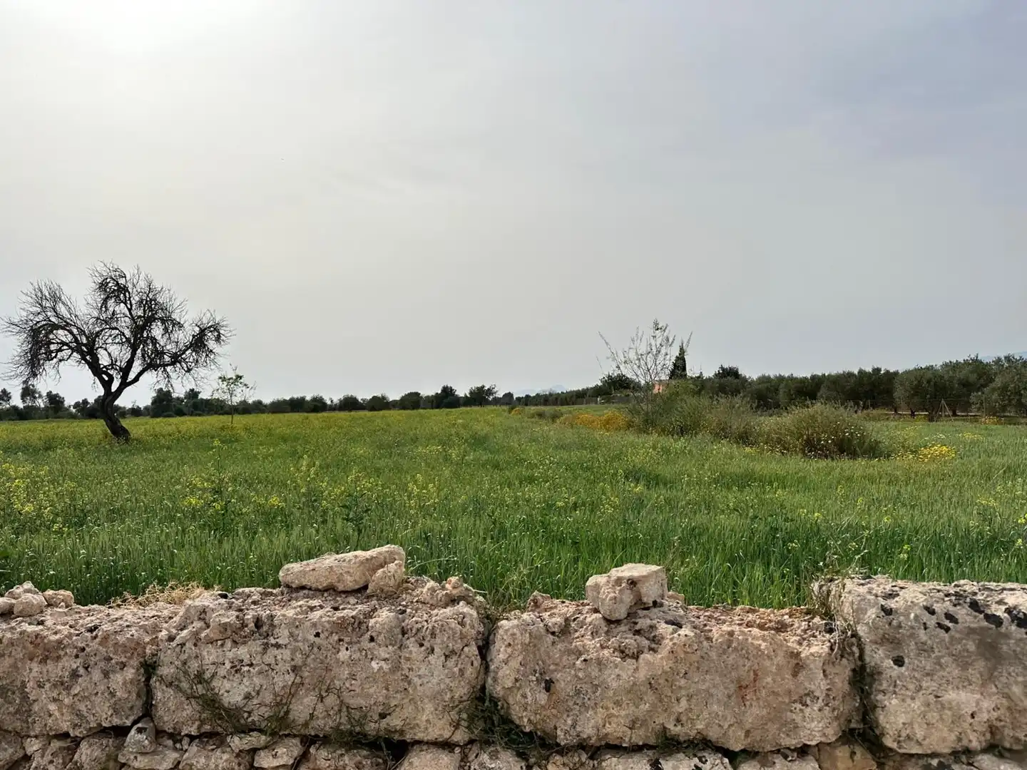 Country homes for sale in Algaida  with Private garden
