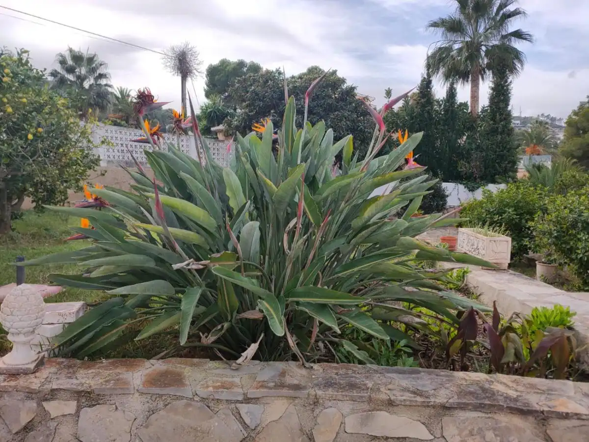 Casa con balcón en venta en Cap Martí - El Tossalet - Pinomar, imagen 5