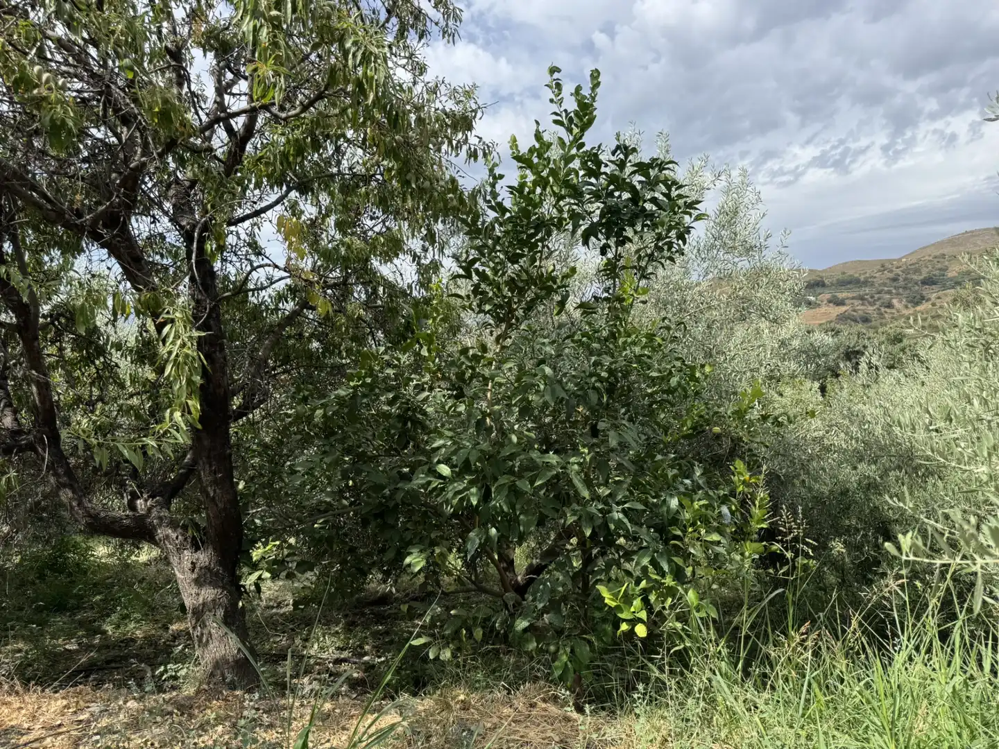 Terreny en venda en Ohanes