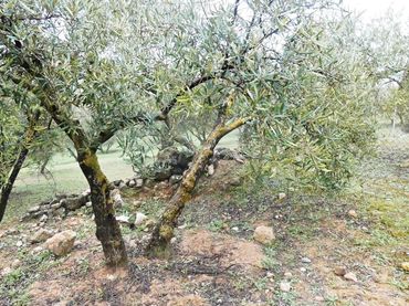 Terrain rustique à vendre à Peligros