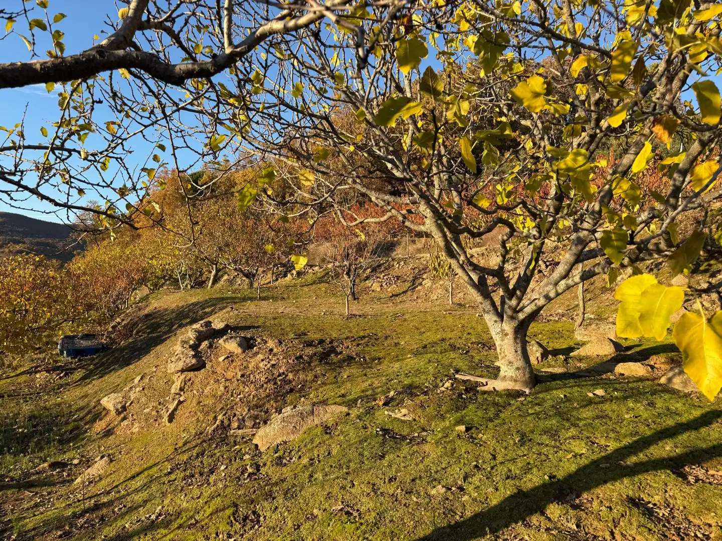 Land for sale in Arroyomolinos de la Vera