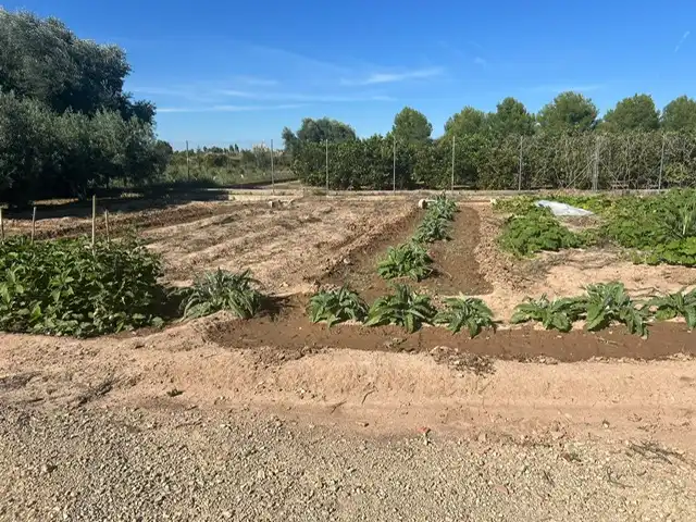 Terrain rustique à vendre à Avenida de Riola, imagen 18