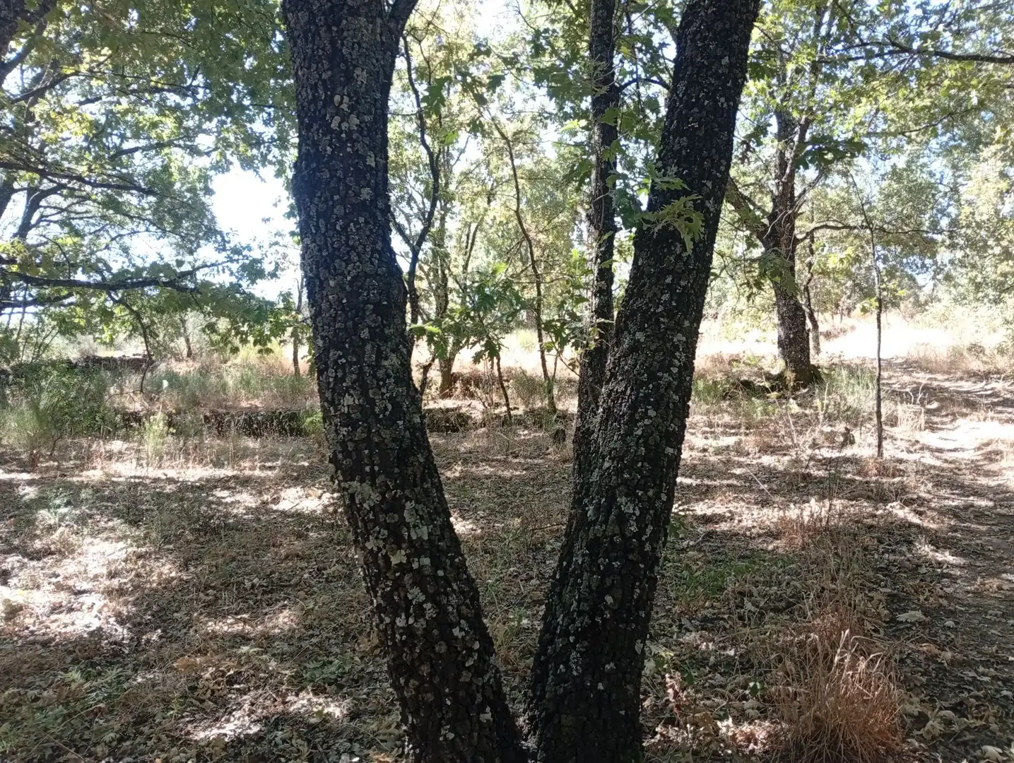 Terreni e lotti in vendita a Villanueva de la Vera, imagen 96