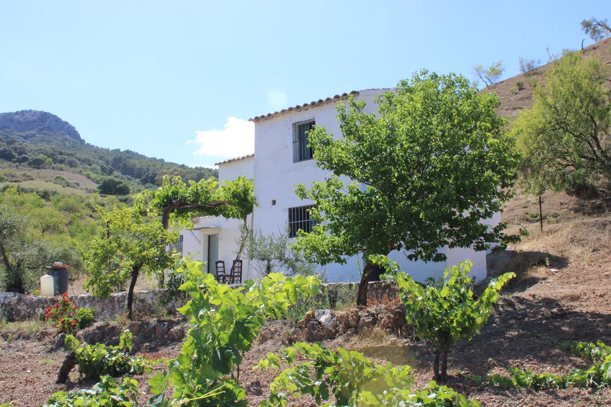 Garden of House or chalet for sale in Montecorto