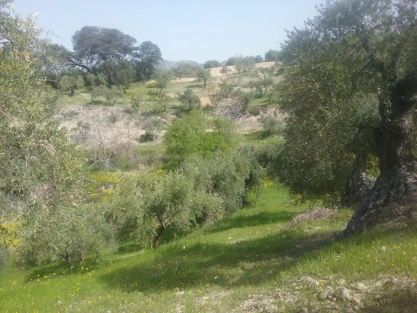 Terreny rústic en venda a Norte, imagen 10