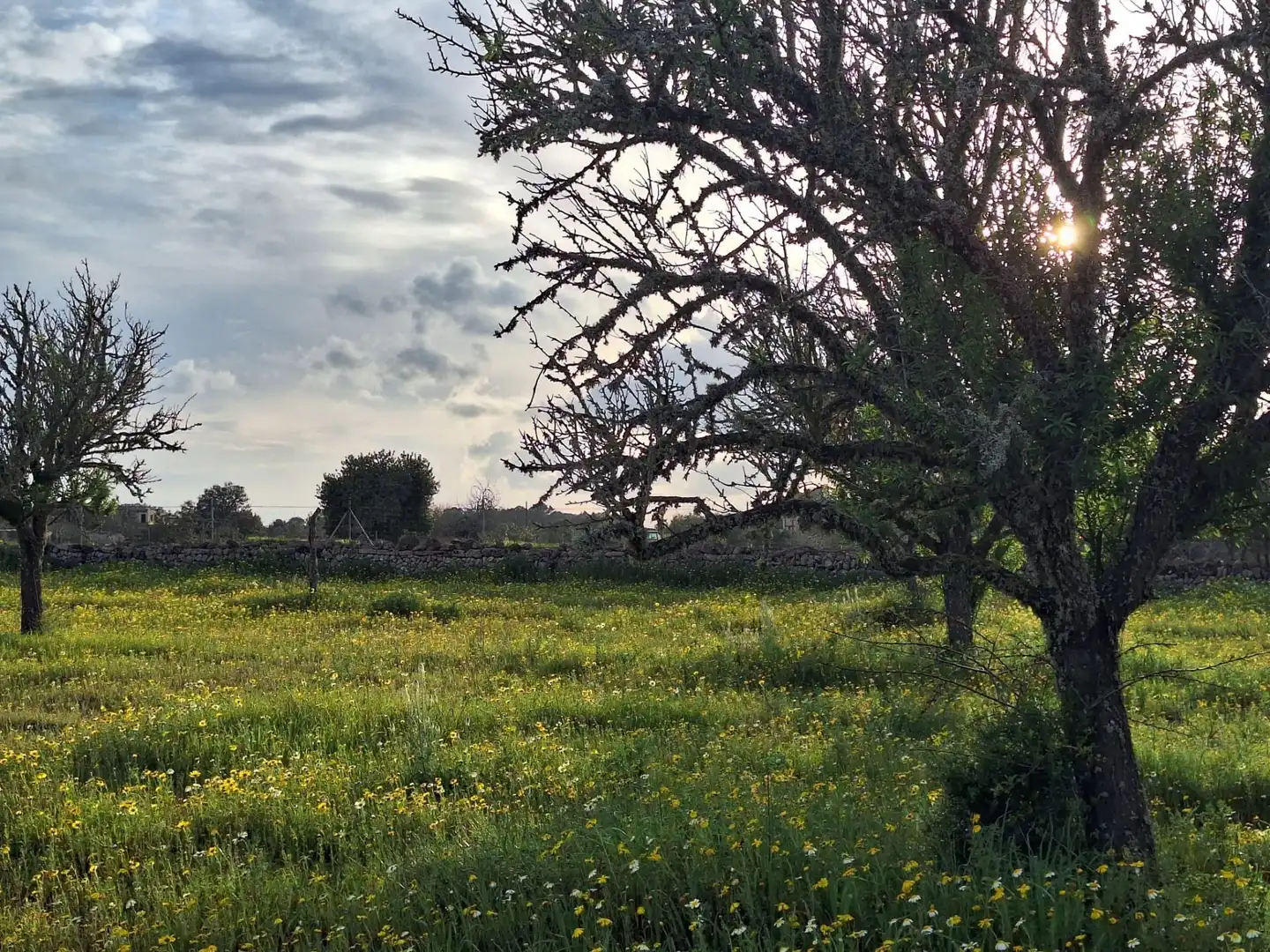 Finca rústica en venta en Algaida