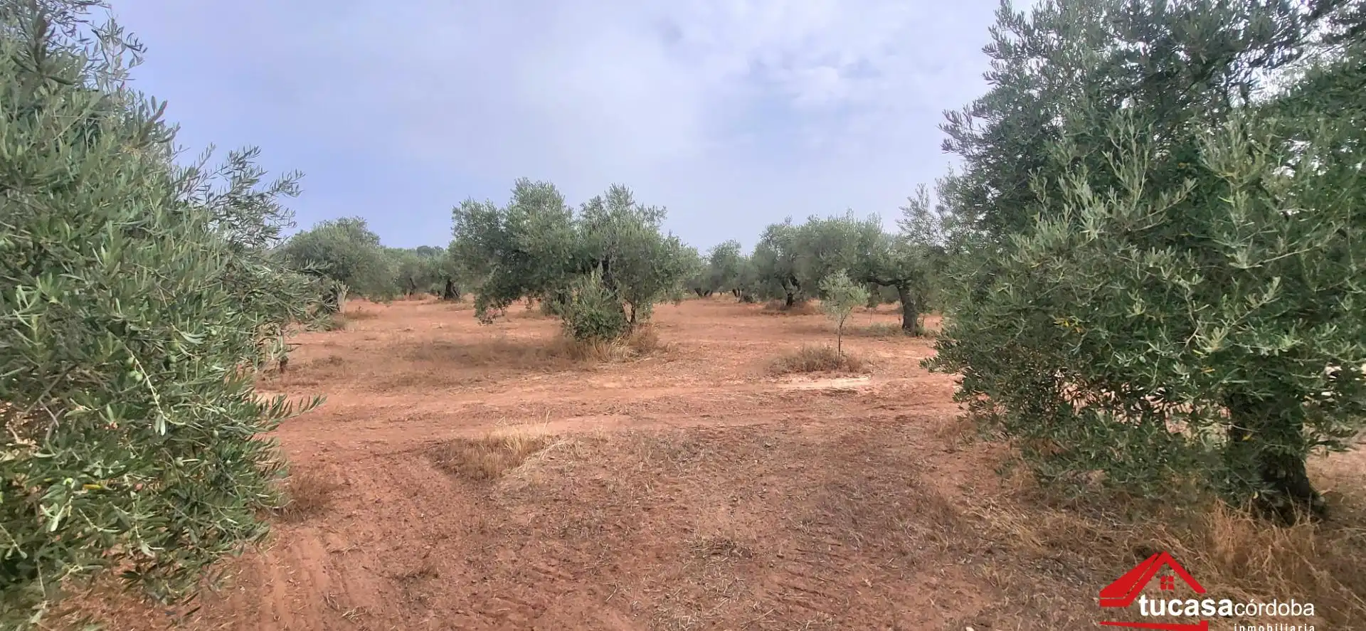 Grundstücke zum Verkauf in Montoro