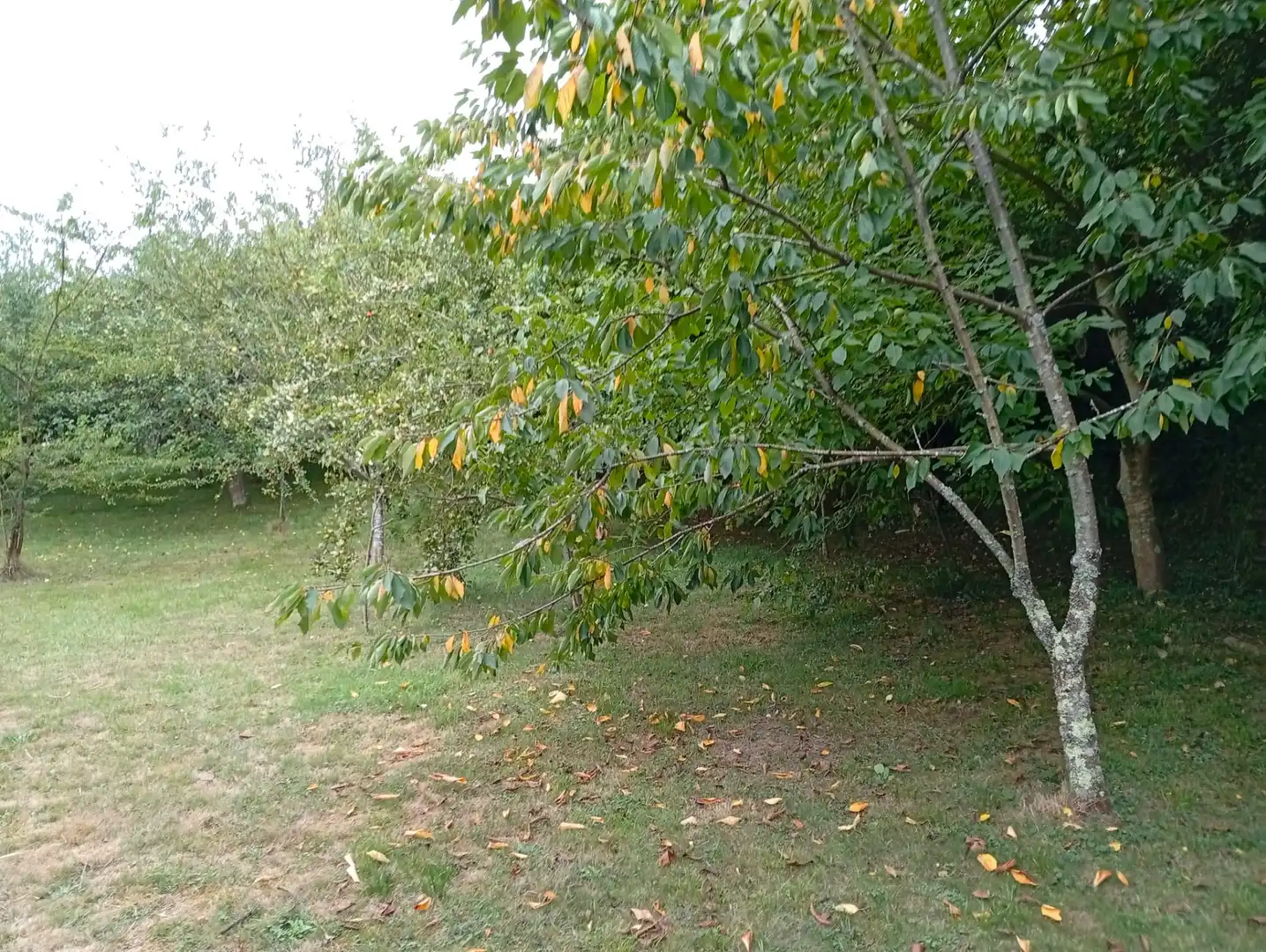 Terreny rústic en venda a Camín de la Xía 686, imagen 14