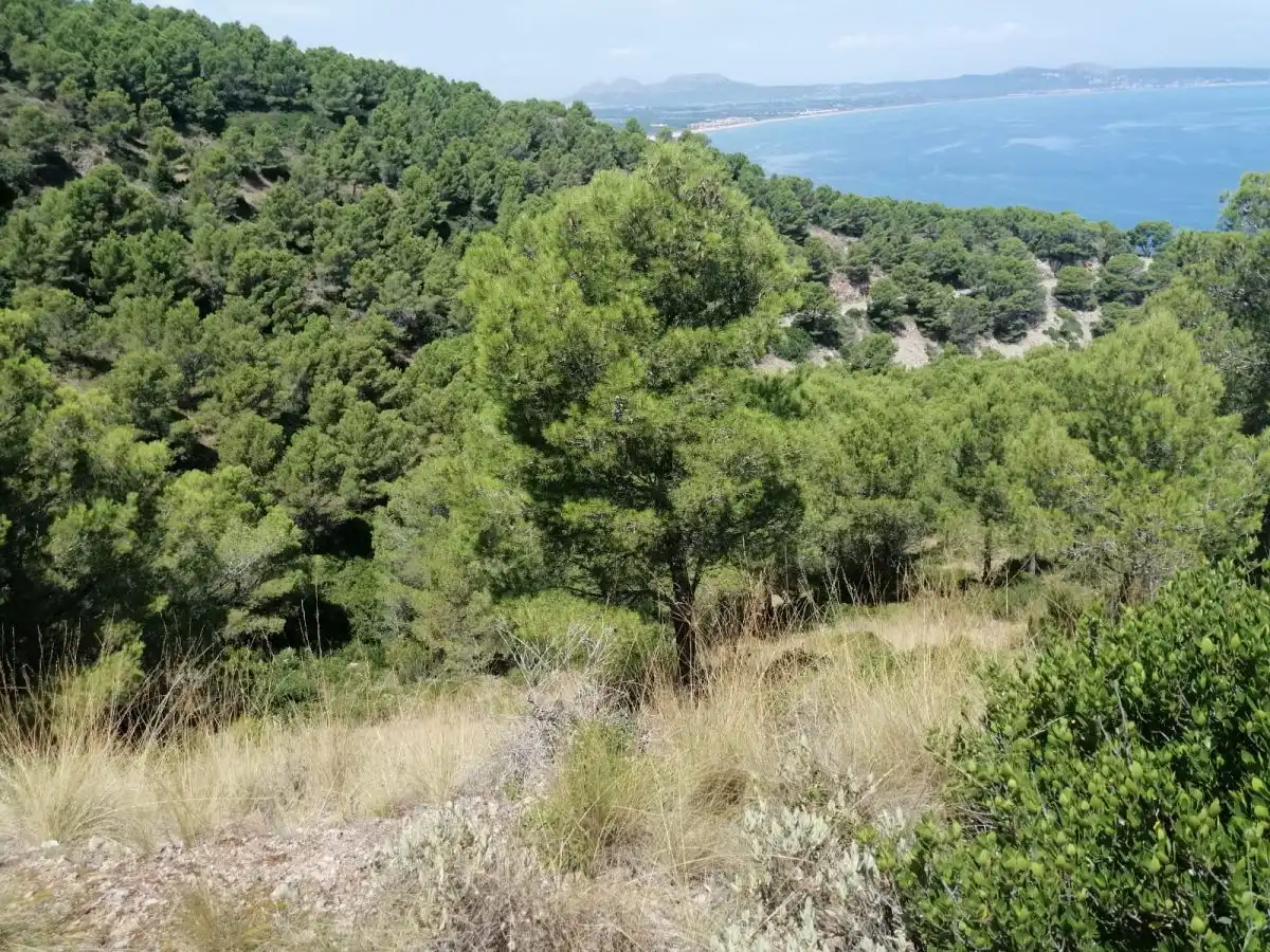 Grundstücke und Bauplätze zum Verkauf in Puig Rodo, imagen 11