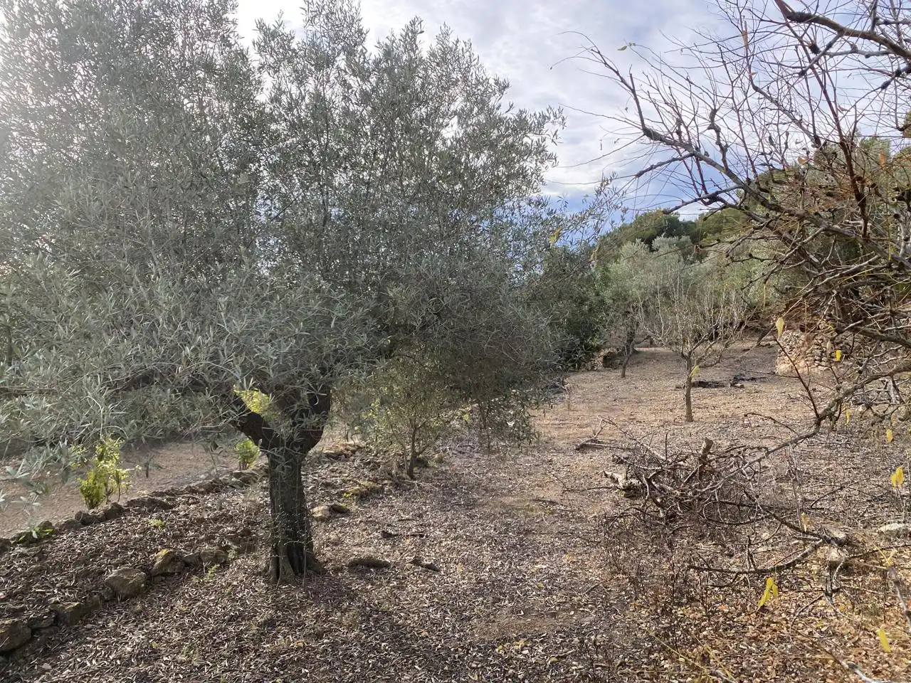 Terreno rustico in vendita a Partida Aguila, imagen 3