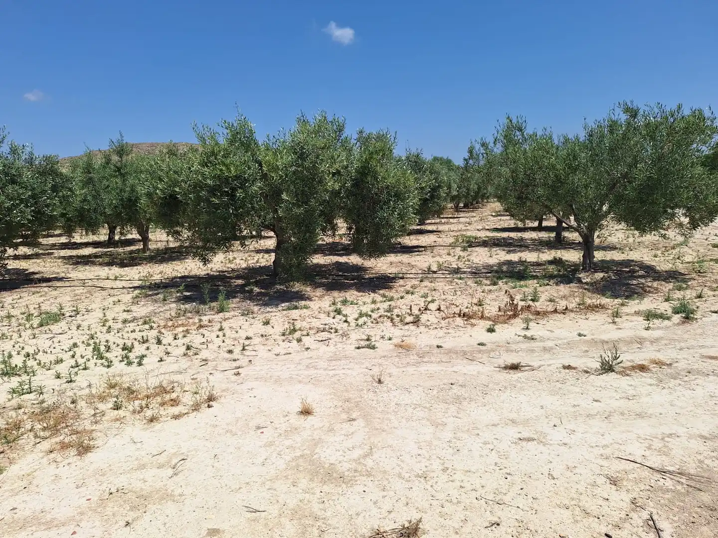 Casa o xalet en venda en Alicante / Alacant amb Jardí privat, Terrassa i Traster