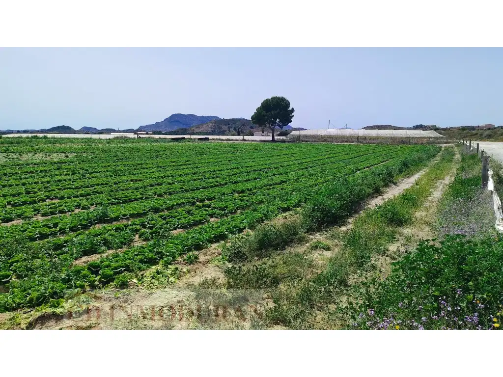 Terreno rustico in vendita a Carrer Ibi