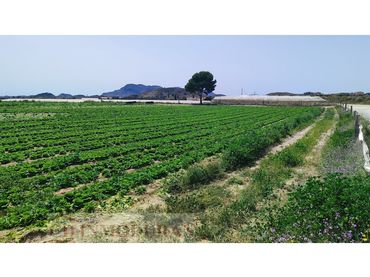 Terreno rustico in vendita a Carrer Ibi