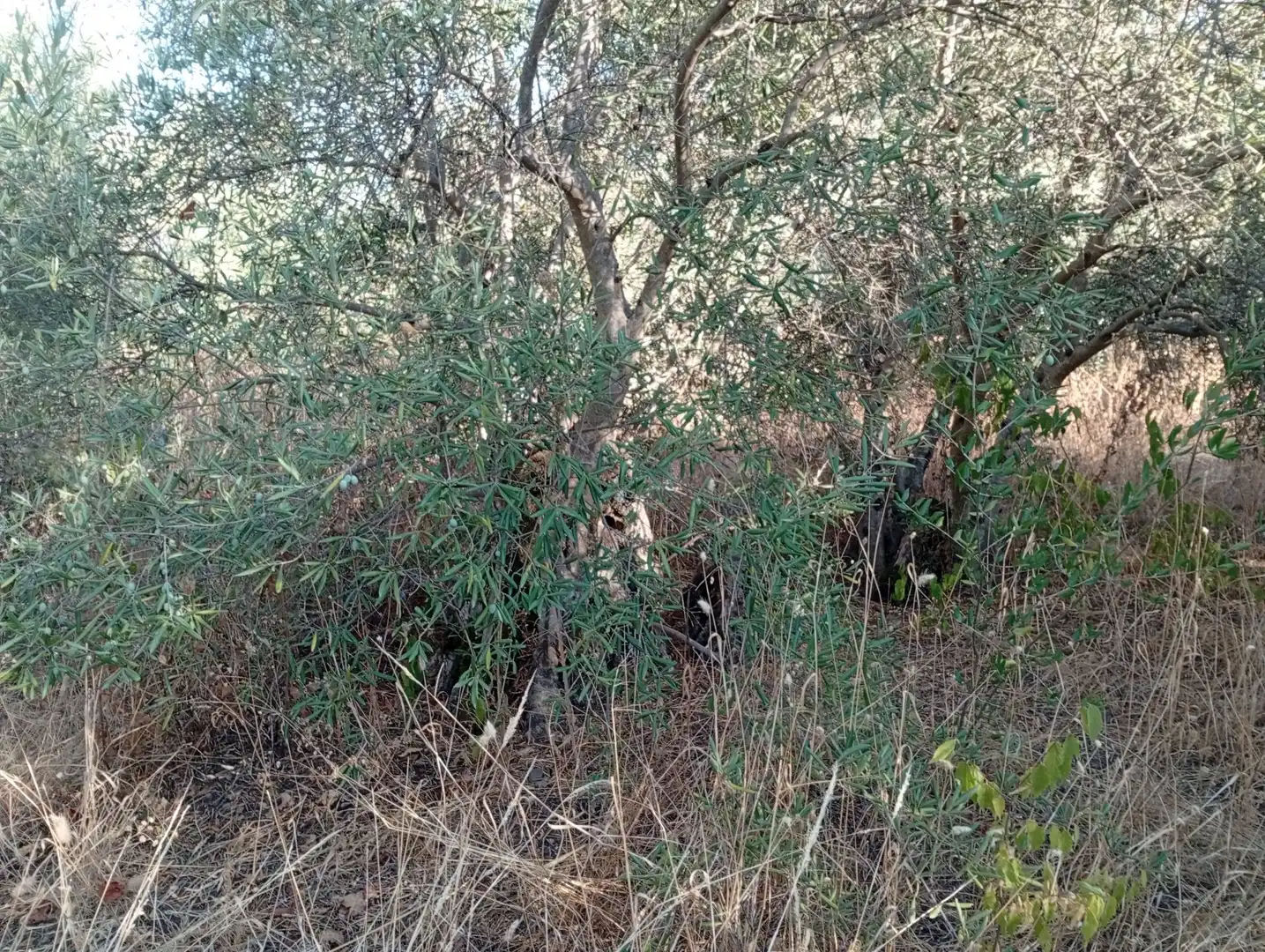 Terreni e lotti in vendita a Villanueva de la Vera, imagen 23