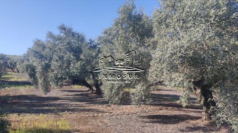 Finca de olivar en zona Anjarón