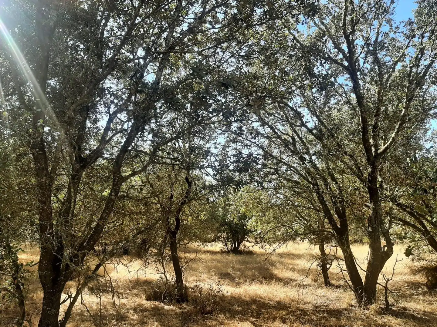 Terreni e lotti in vendita a Torreorgaz, imagen 4