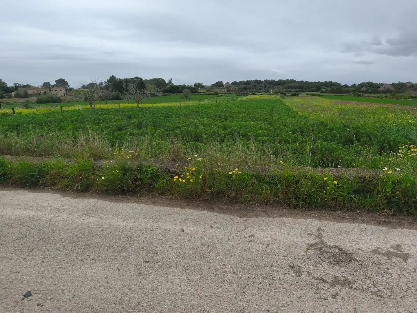 Rural land for sale in Lloret de Vistalegre, imagen 4