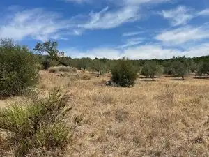 Land for sale in Monda