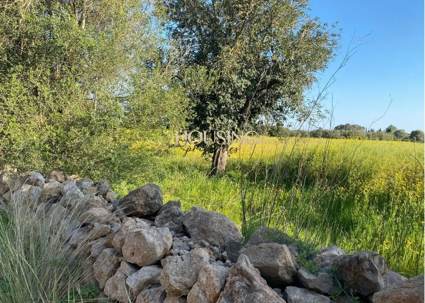 Terreny rústic en venda a Llucmajor pueblo, imagen 3