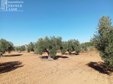 Terrenys i solars en venda a Argamasilla de Alba