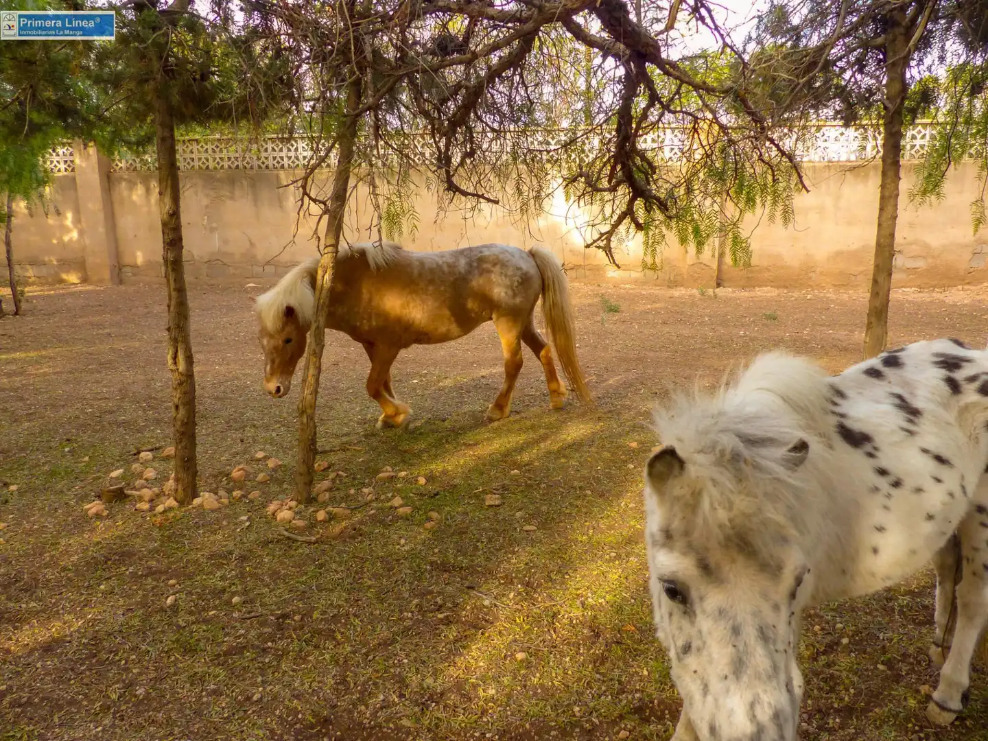 Jardí de Finca rústica en venda en Fuente Álamo de Murcia amb Calefacció, Jardí privat i Terrassa