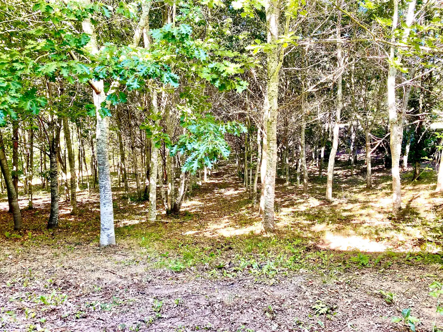 Casa o chalet en venta en As Nogais