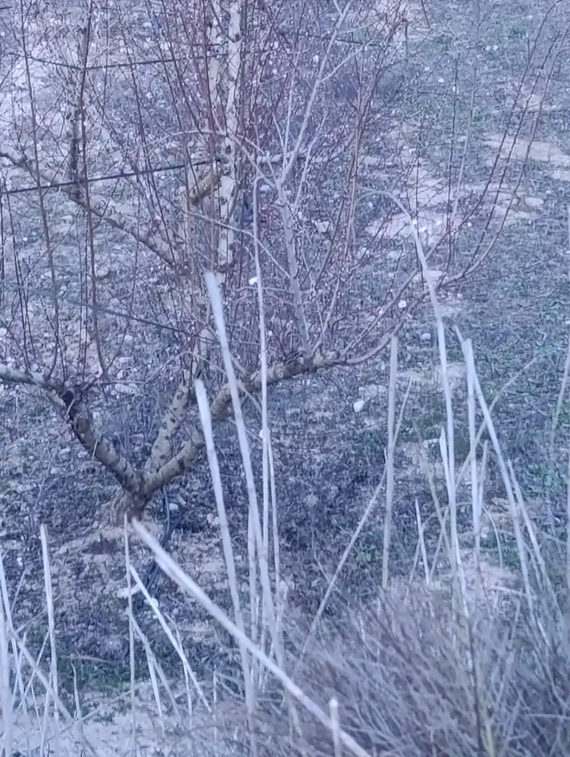 Rustikales Grundstück zum Verkauf in Cehegín, imagen 16