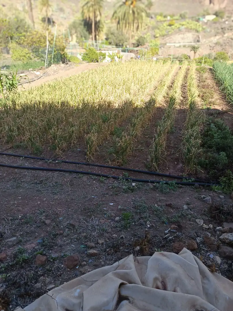 Casa o xalet en venda en Santa Lucía de Tirajana amb Calefacció, Jardí privat i Rentadora