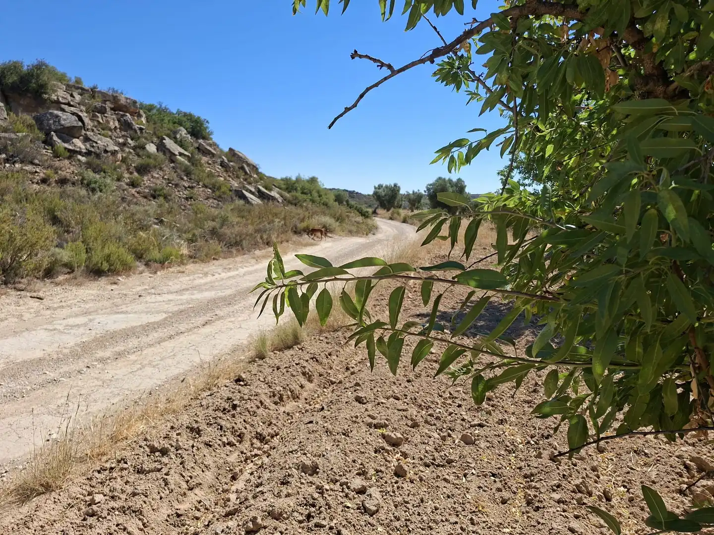 Terreno en venta en Maella