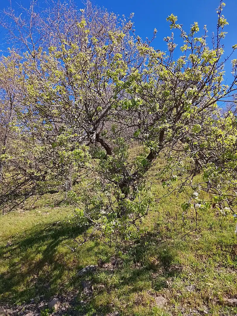 Terreni e lotti in vendita a Candeleda, imagen 21