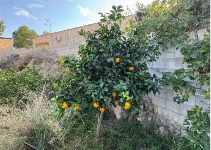 Jardí de Casa o xalet en venda en Crevillent amb Aire condicionat, Jardí privat i Traster