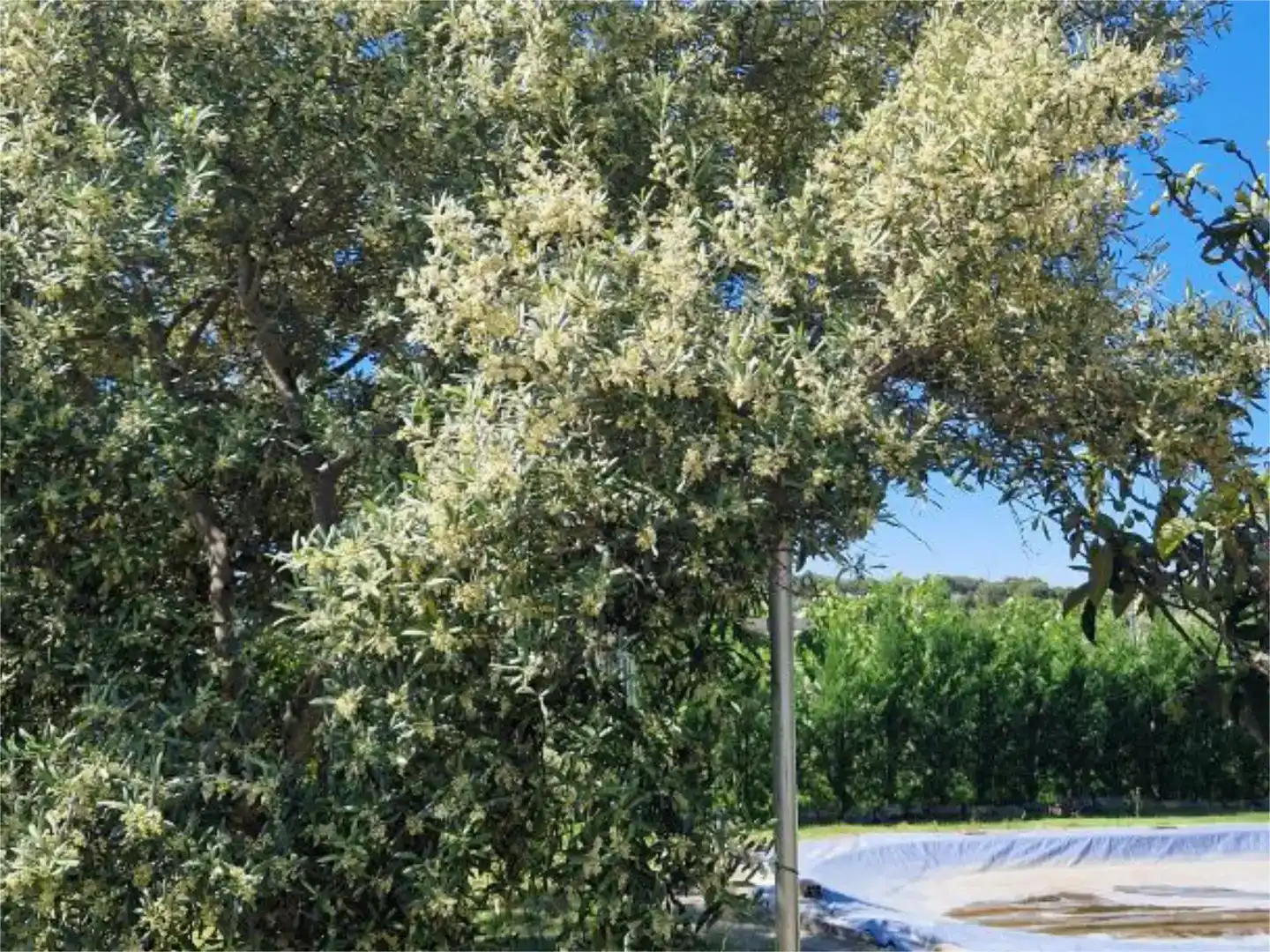 Garten von Wohnung zum Verkauf in Casas de Millán mit Schwimmbad