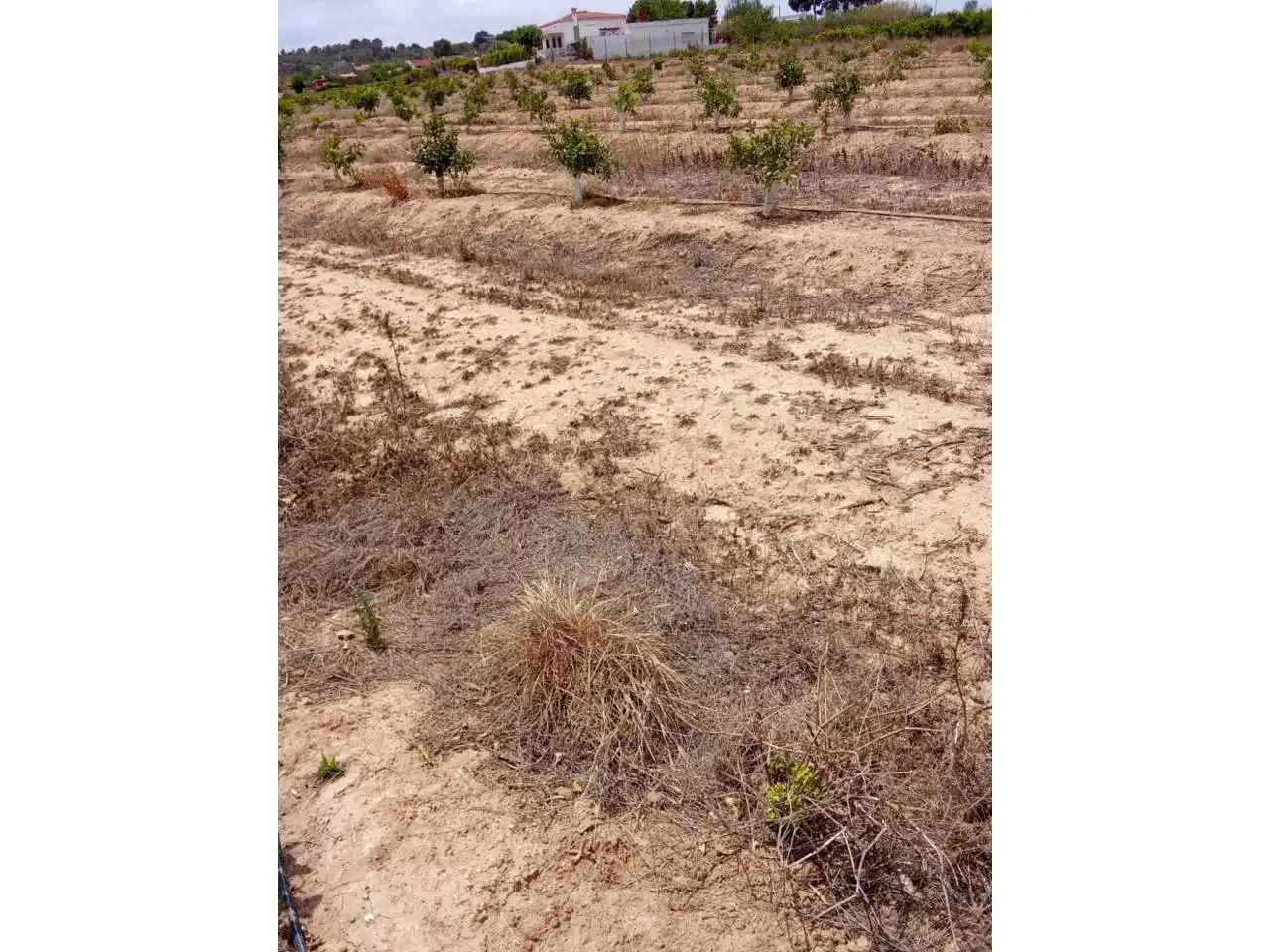Terreno rustico in vendita a Calle XARCOS SECS, imagen 13