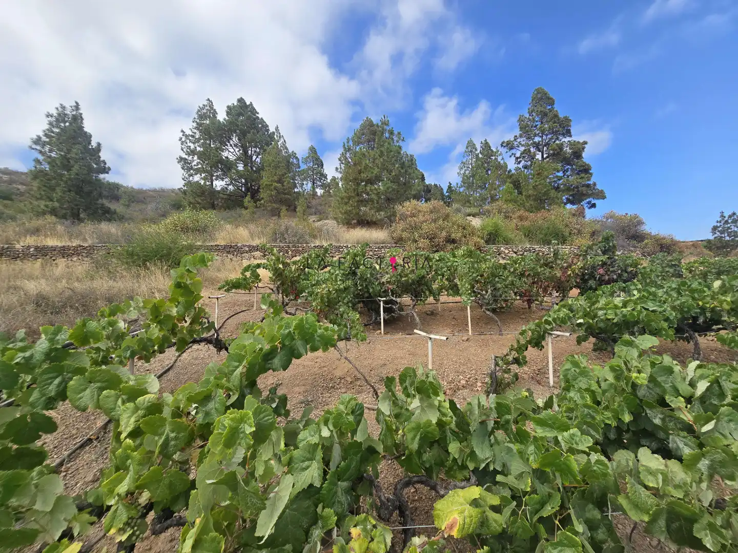 Jardín de Terreno en venta en Cruz de Tea