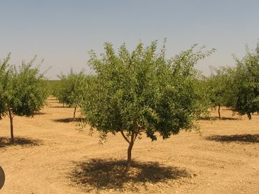 Terrain rustique à vendre à Carretera Murcia 35