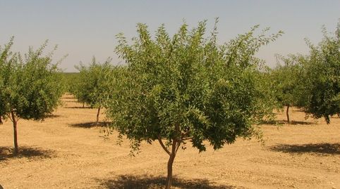 SE VENDE FINCA DE ALMENDROS