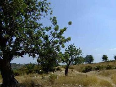 Rustikales Grundstück zum Verkauf in Ptda Ejido y Camino de Chiva, Pol 3