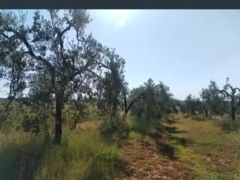 Land for sale in Chucena