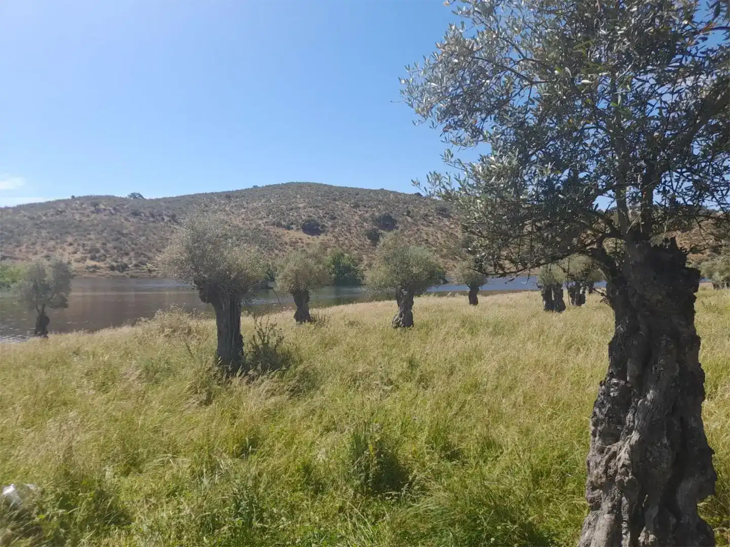 Terreno en venta en Casillas de Coria