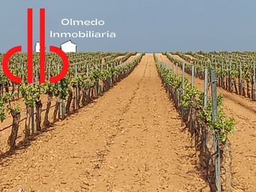 Terreno rustico in vendita a Tomelloso