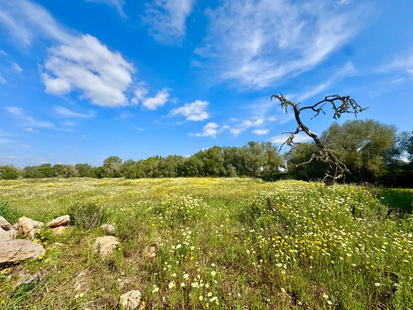 Residential land for sale in parcela 27 del polígono 22. Campos, imagen 12