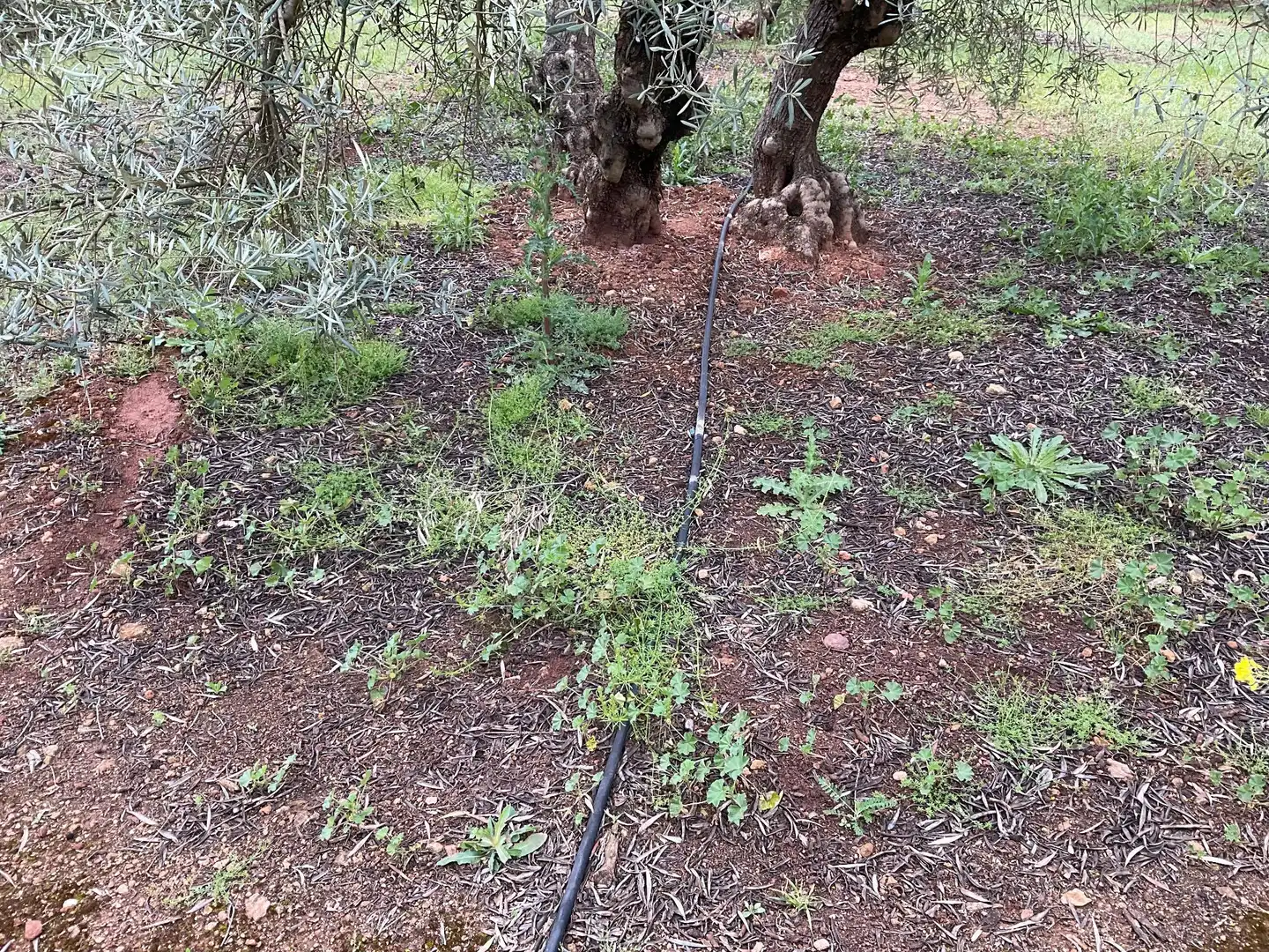 Rustikales Grundstück zum Verkauf in Fuente de Piedra, imagen 3