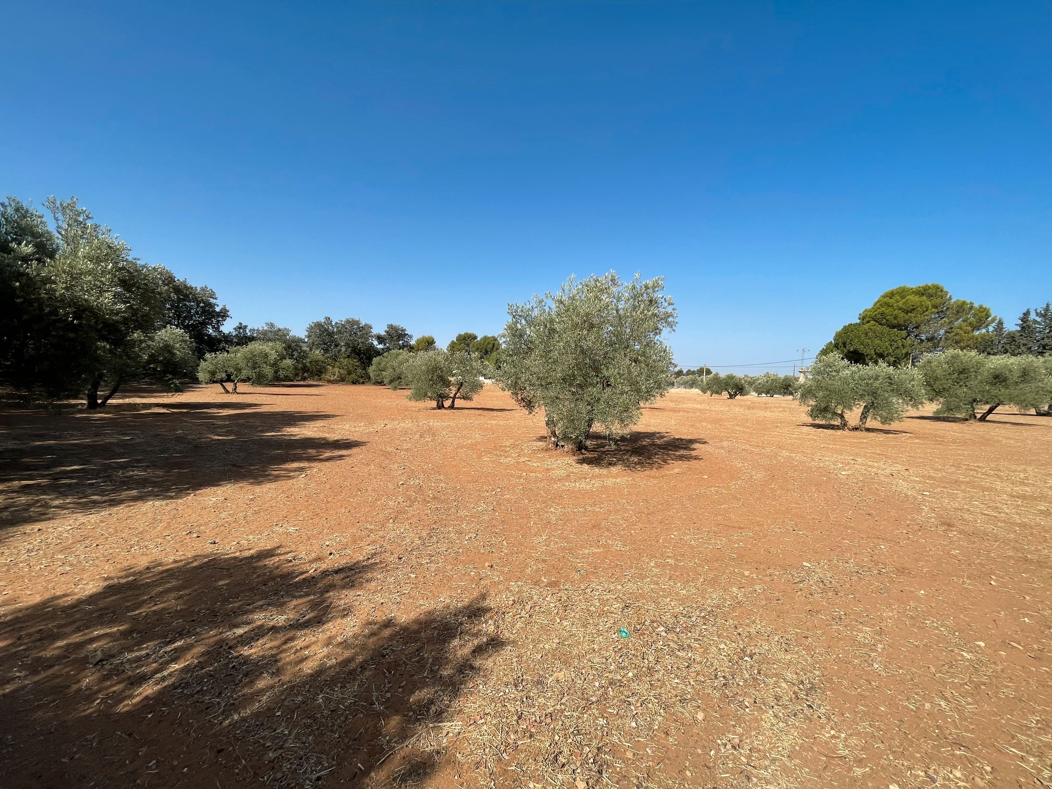 Land for sale in Carretera Yedra, Baeza