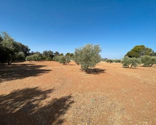 Terreny en venda a Carretera Yedra, Baeza