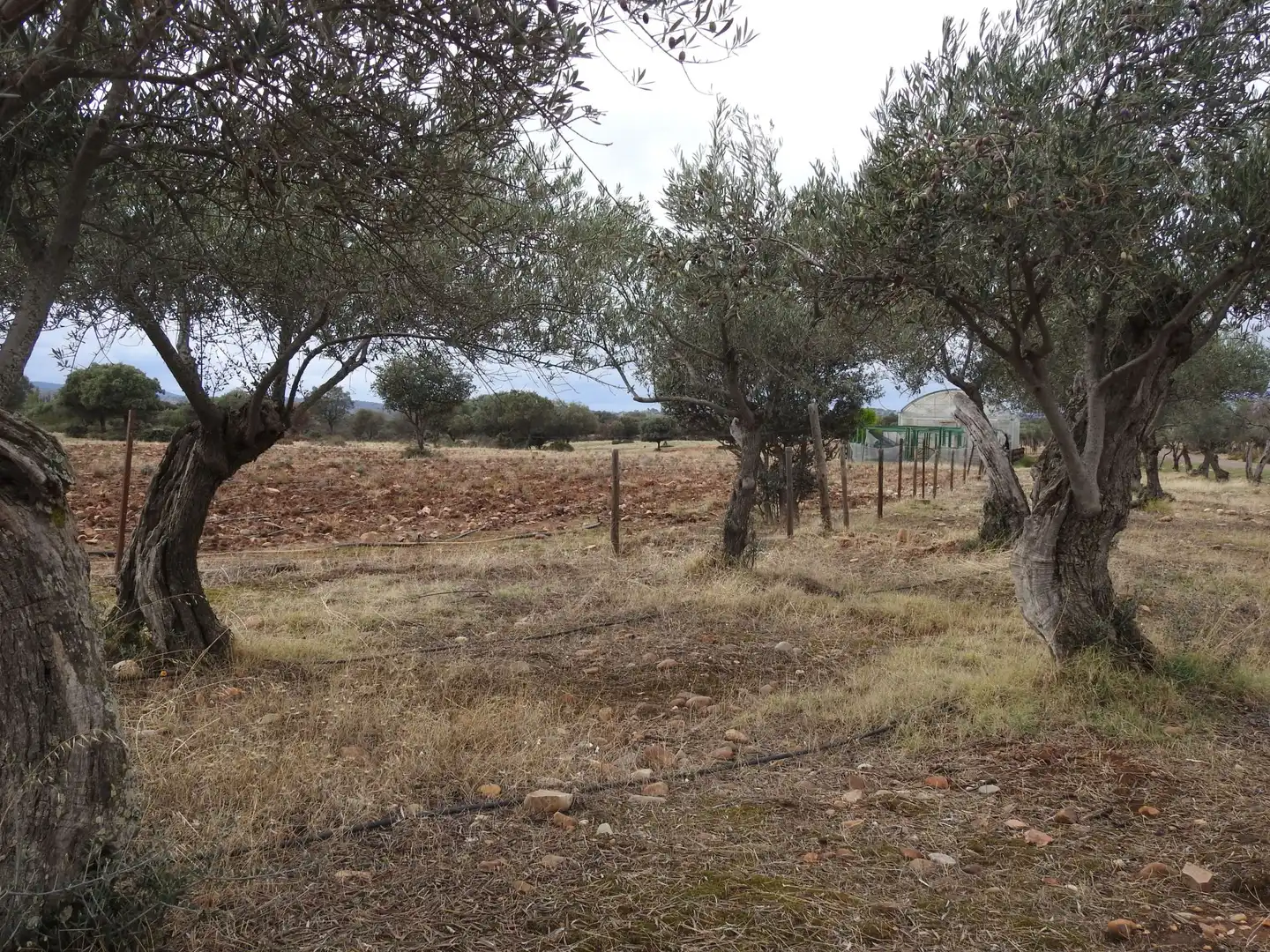 Terreni e lotti in vendita a Peraleda de la Mata, imagen 22
