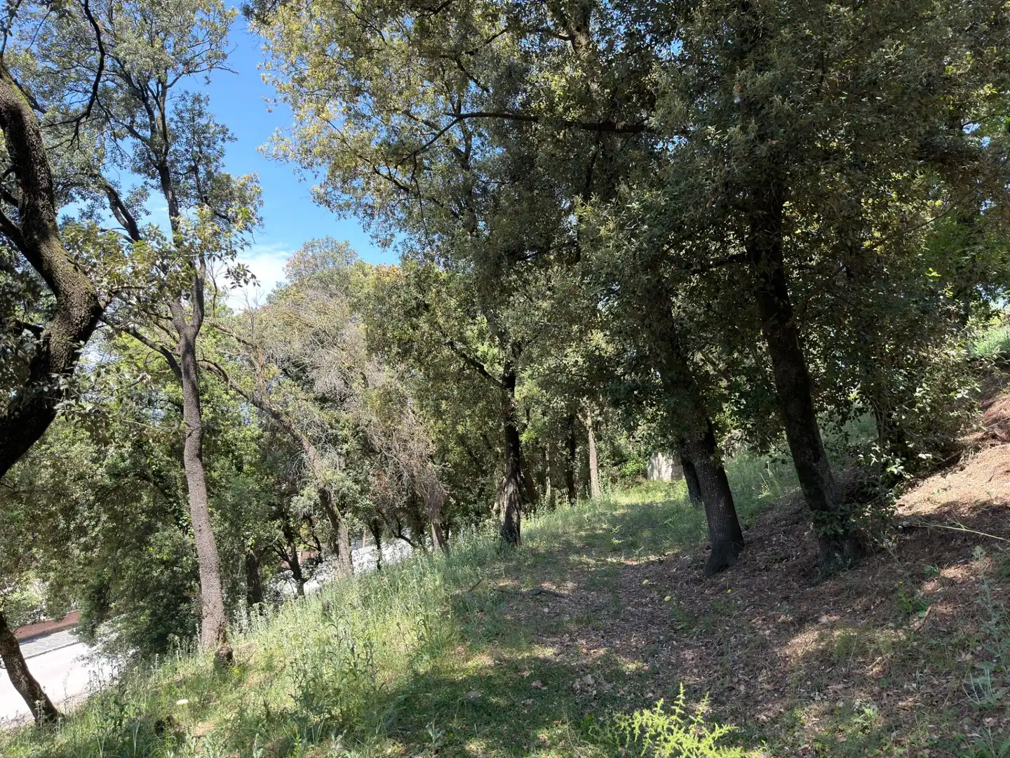 Lands and plots for sale in Carrer de Sant Bernat 7, imagen 15