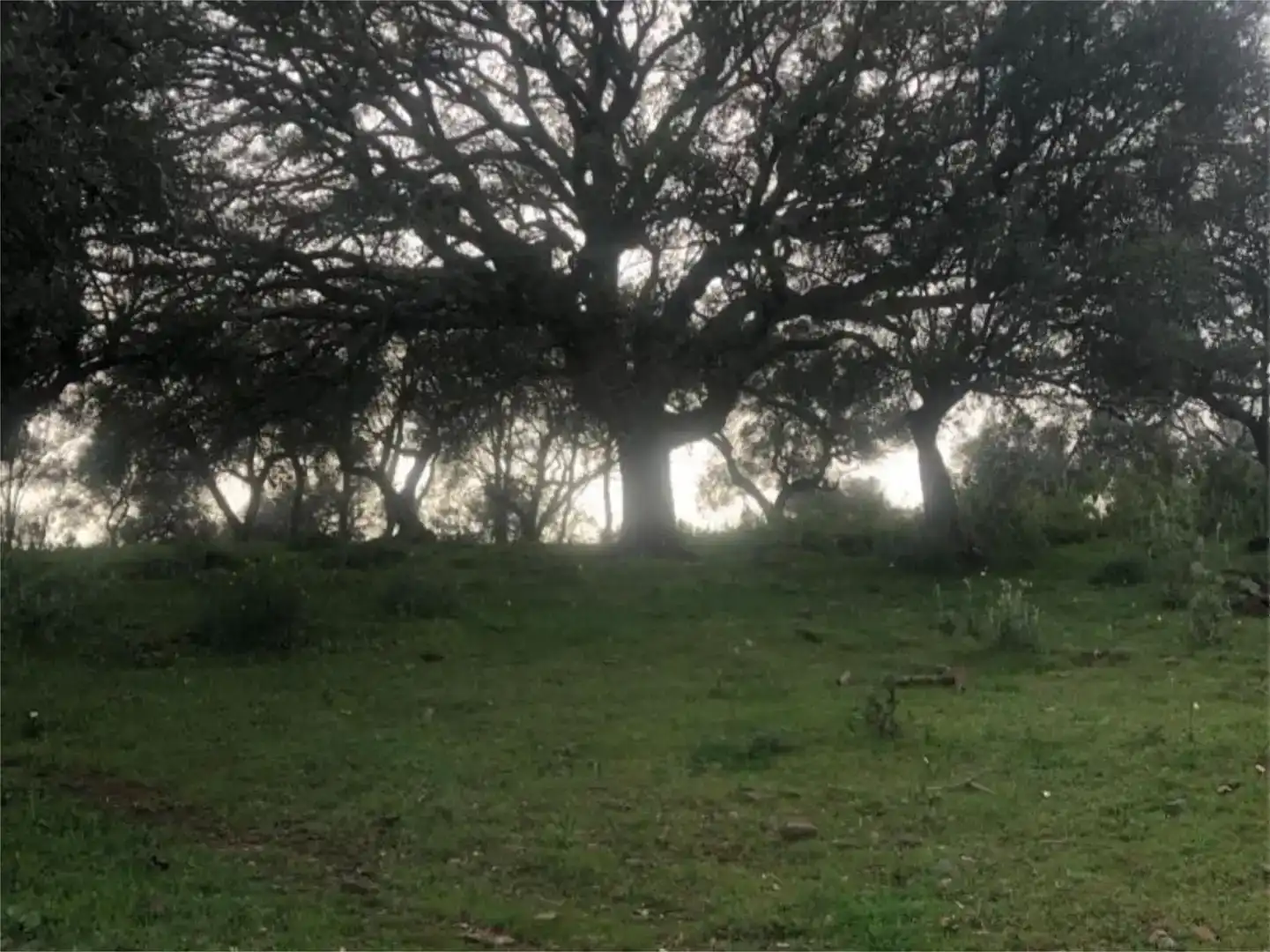 Terreno en venta en Calera de León