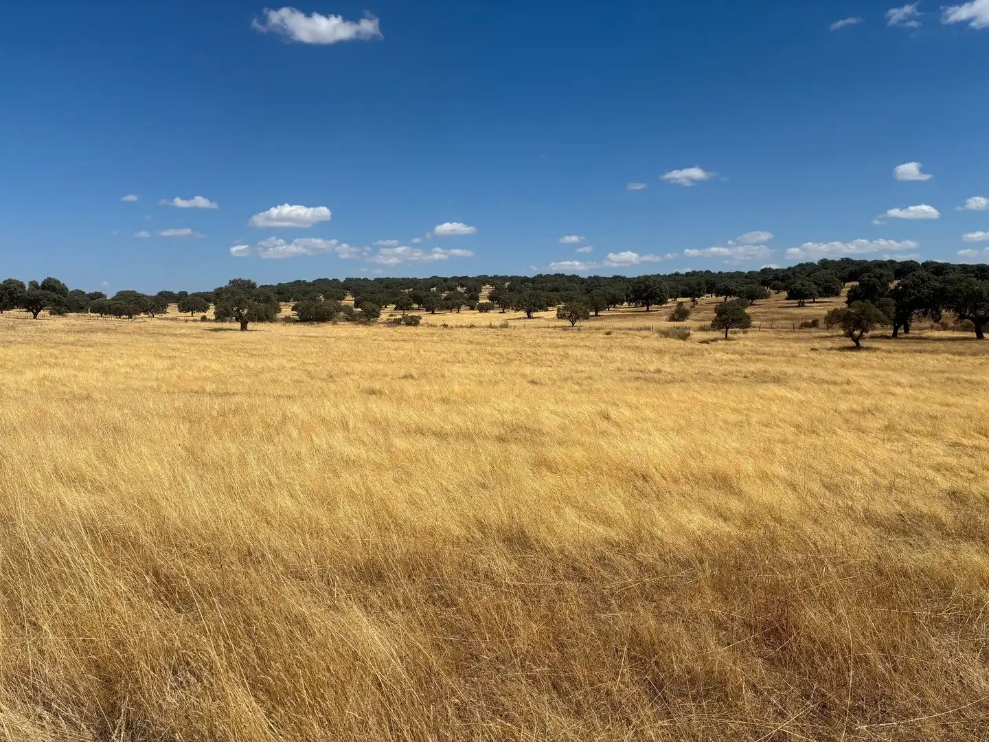 Terreno rustico in vendita a Mohedas de la Jara, imagen 26
